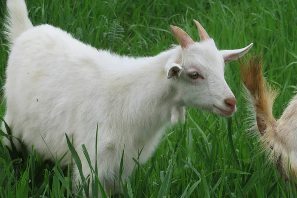 緑の芝生の背景に牧草地で茶色のヤギの放牧の閉鎖 — ストック写真