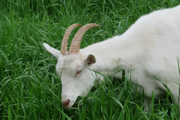 Cabra Branca Pastando Prado Fundo Grama Natural — Fotografia de Stock
