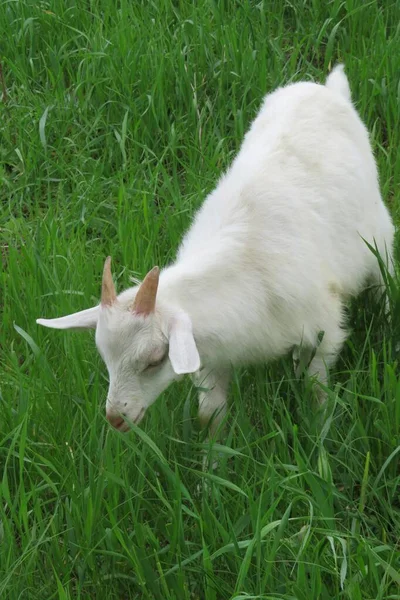 White Goat Grazing Meadow Natural Grass Background — Stock Photo, Image