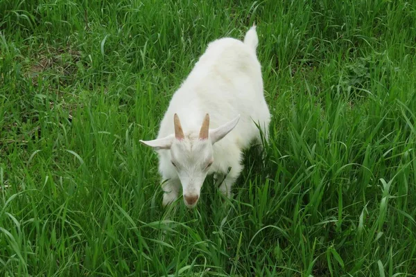 Capra Bianca Pascolo Sul Prato Sfondo Erba Naturale — Foto Stock