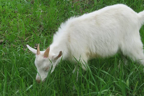 Capra Bianca Pascolo Sul Prato Sfondo Erba Naturale — Foto Stock