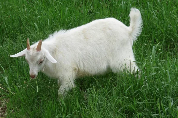 Capra Bianca Pascolo Sul Prato Sfondo Erba Naturale — Foto Stock