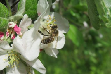 Bahçedeki elma çiçeğinin üzerindeki arı, güzel bahar çiçekleri