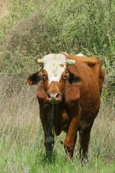 Vache Brune Sur Herbe Dans Champ — Photo