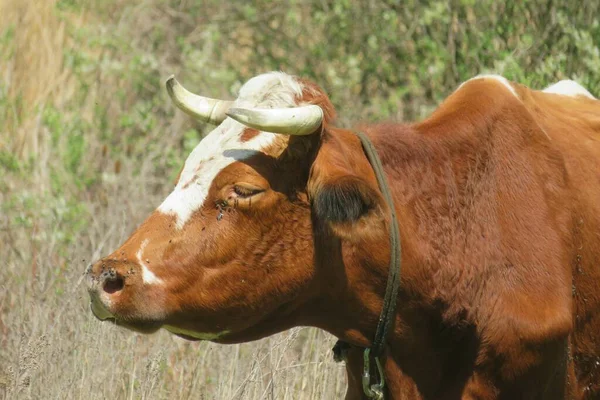 Primer Plano Vaca Marrón Campo Europa — Foto de Stock