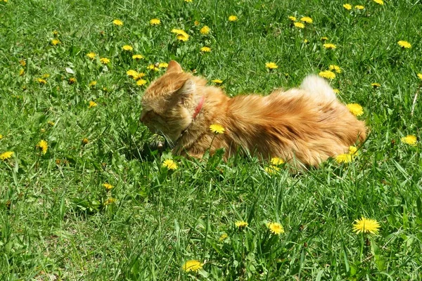 Rudowłosy Kot Łące Zielonym Tle Trawy — Zdjęcie stockowe