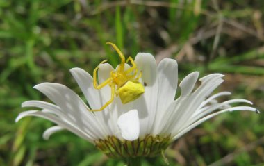 Sarı yengeç örümceği papatya çiçekleri üzerinde, yakın plan