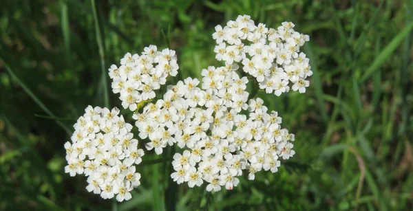 White yarrow flowers in the field