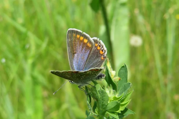 Belle Couleur Argus Papillon Dans Plante Verte — Photo