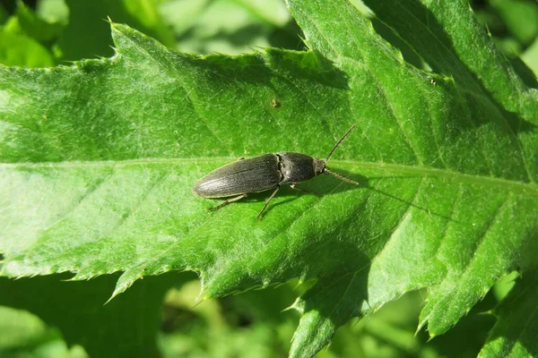 Escarabajo Negro Agriotes Jardín Sobre Fondo Hoja Verde Natural — Foto de Stock
