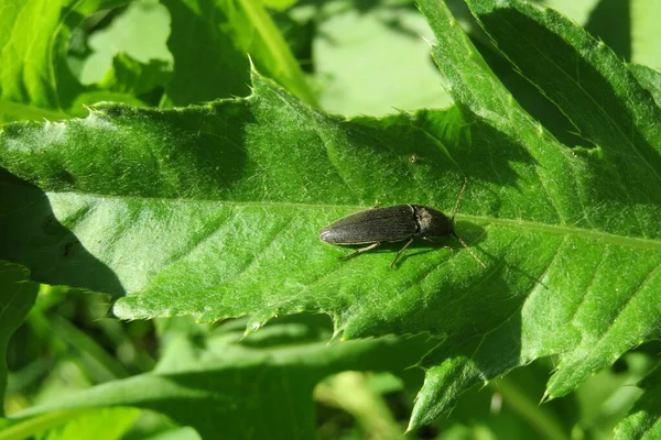 Escarabajo Negro Agriotes Jardín Sobre Fondo Hoja Verde Natural — Foto de Stock