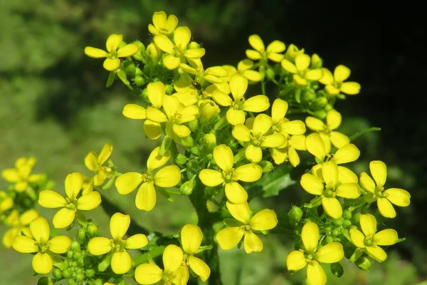 Żółte Barbarzyńskie Kwiaty Polu Naturalnym Zielonym Tle — Zdjęcie stockowe