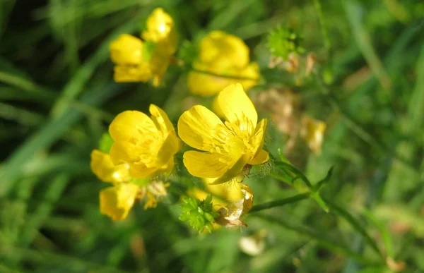 Žlutý Máselník Květiny Poli Zeleném Travnatém Pozadí — Stock fotografie