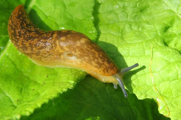 Babosa Marrón Sobre Fondo Hojas Primula Verde Claro — Foto de Stock