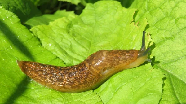 Babosa Marrón Sobre Fondo Hojas Primula Verde Claro — Foto de Stock