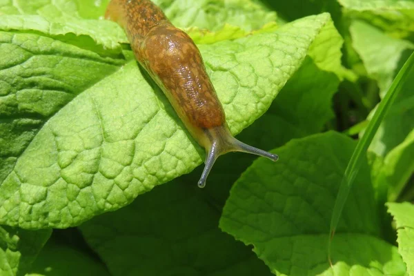 Limace Brune Sur Fond Feuilles Primula Vert Clair — Photo