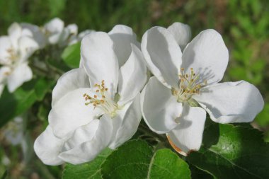 Bahçedeki güzel elma ağacı çiçeklerine yakın çekim