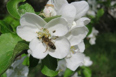 Bahar bahçesinde çiçek açan elma bahçesindeki arı.