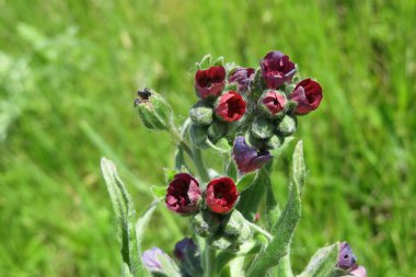 Doğal yeşil çimen arka planında güzel kır çiçekleri, yakın plan