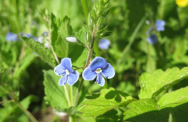 stock image Beautiful blue veronica flowers on natural green leaves background