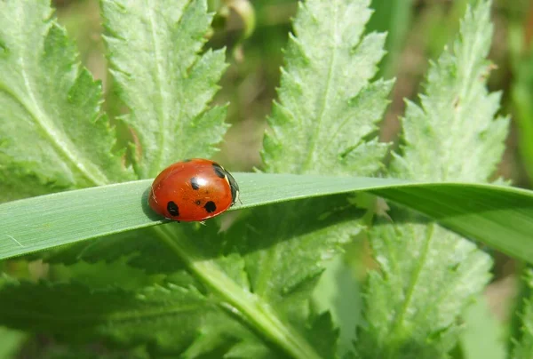 Primer Plano Mariquita Roja Jardín Sobre Fondo Hierba Verde Natural —  Fotos de Stock