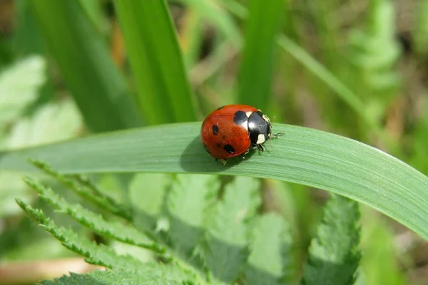 Primer Plano Mariquita Roja Jardín Sobre Fondo Hierba Verde Natural —  Fotos de Stock