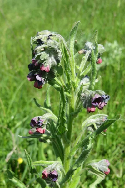 Bellissimi Fiori Campo Sfondo Erba Verde Naturale Primo Piano — Foto Stock