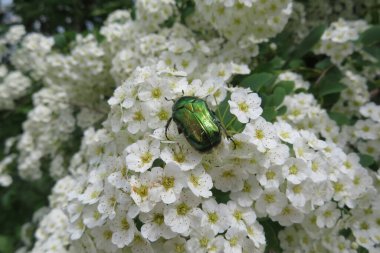 İlkbaharda beyaz çalı üzerinde yeşil bir böcek
