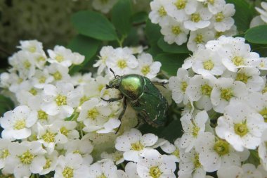 İlkbaharda beyaz çalı üzerinde yeşil bir böcek