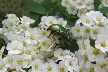 İlkbaharda beyaz çalı üzerinde yeşil bir böcek