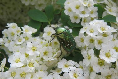 İlkbaharda beyaz çalı üzerinde yeşil bir böcek