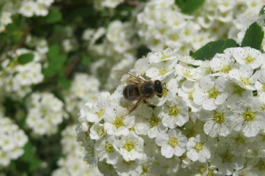 Bahar mevsiminde beyaz spiraea çiçekleri üzerinde bal arısı