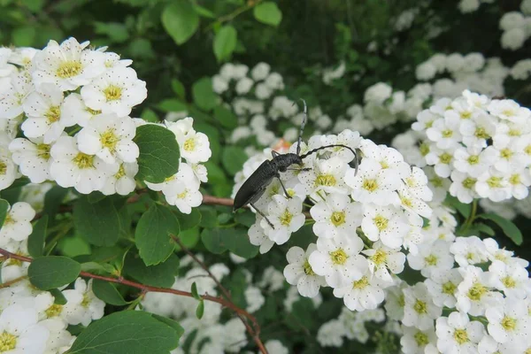 Black Capricorn Beetle White Spiraea Flowers Spring — Stock Photo, Image