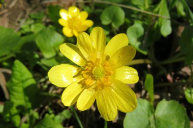 Bahçede yeşil yapraklı bahar sarısı kaltha çiçekleri.