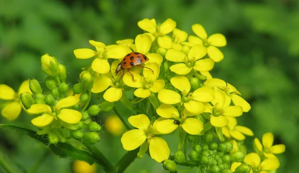 Beruška Zahradě Žluté Barbarea Květiny Přírodní Zelené Pozadí — Stock fotografie