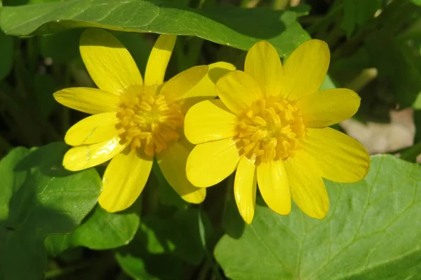 Wiosna Żółty Kaltha Kwiaty Ogrodzie Naturalnym Zielonym Tle Liści — Zdjęcie stockowe