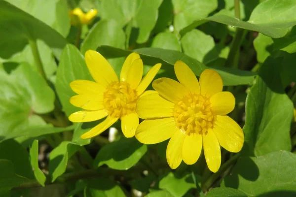 Wiosna Żółty Kaltha Kwiaty Ogrodzie Naturalnym Zielonym Tle Liści — Zdjęcie stockowe