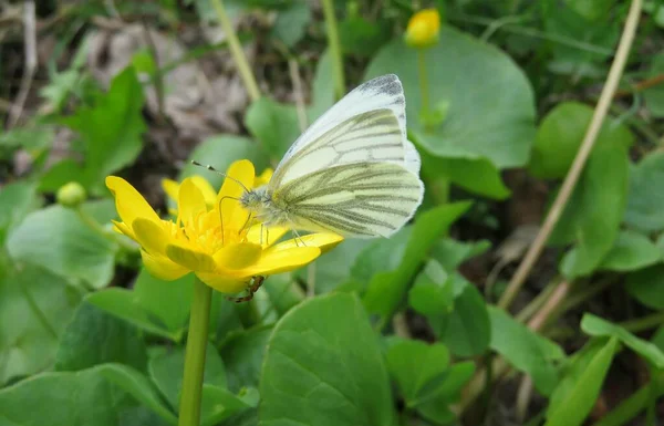 Weißkohl Schmetterling Auf Gelber Caltha Blume Frühling — Stockfoto