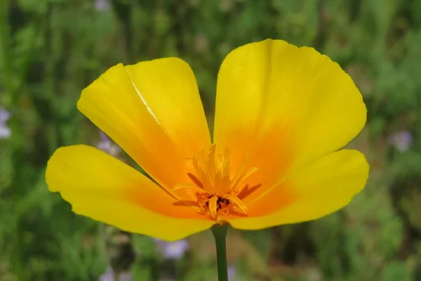 Belle Fleur Pavot Californie Orange Dans Pré Gros Plan — Photo
