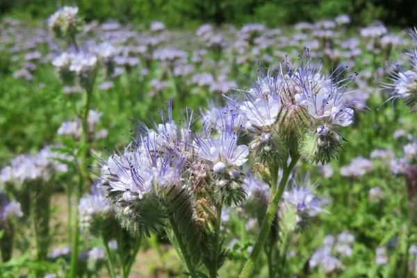 Beautiful Phacelia Flowers Field Natural Background — Stock Photo, Image