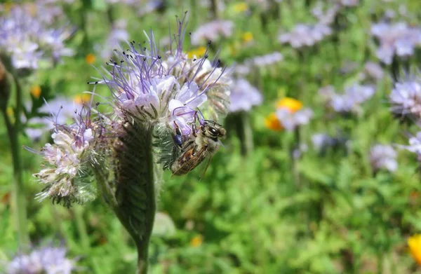 Honeybee Purple Phacelia Flowers Field Natural Green Background — Stock Photo, Image
