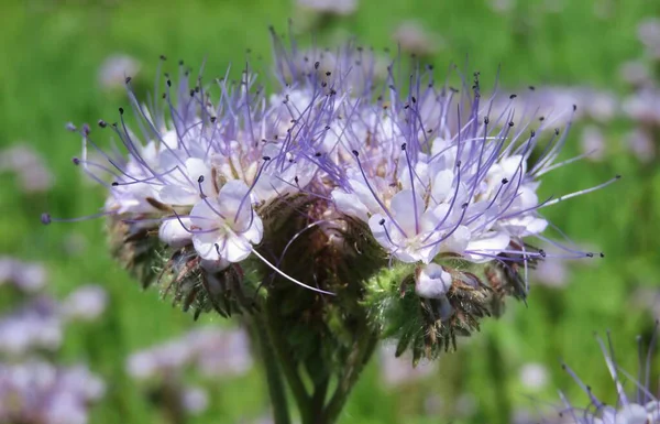 Hermosas Flores Phacelia Campo Sobre Fondo Natural — Foto de Stock