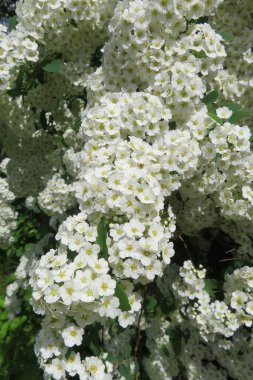 Bahar bahçesinde açan güzel beyaz spiraea çiçekleri.