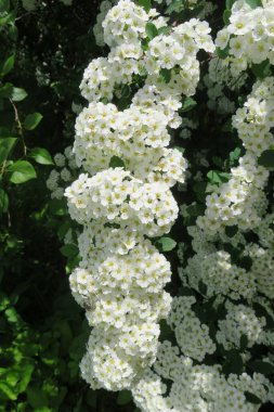 Bahar bahçesinde açan güzel beyaz spiraea çiçekleri.