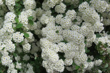 Bahar bahçesinde açan güzel beyaz spiraea çiçekleri.