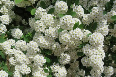 Bahar bahçesinde açan güzel beyaz spiraea çiçekleri.