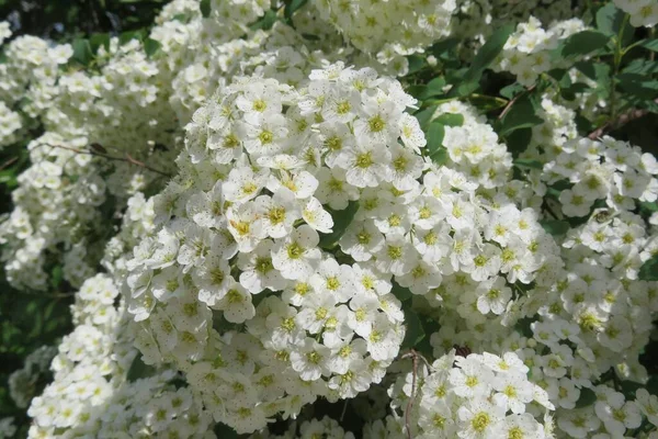 Beautiful White Spiraea Flowers Blooming Spring Garden — Stock Photo, Image