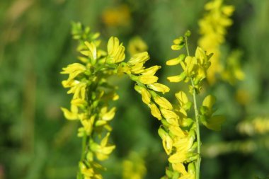 Güzel sarı melilotus resmi çiçekleri tarlada