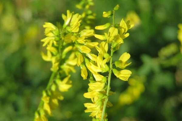 Krásné Žluté Melilotus Officinalis Květy Terénu — Stock fotografie