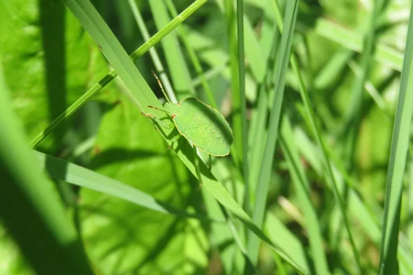 Belo Bug Escudo Verde Grama Prado Fundo Verde Natural — Fotografia de Stock